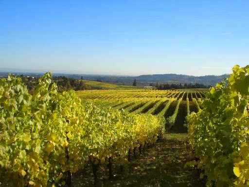 Longplay Wine - Visual
