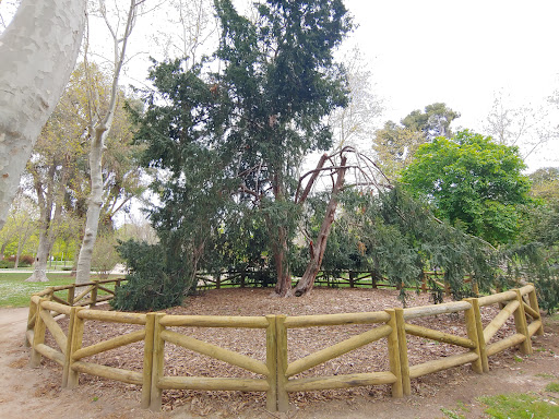 Árbol singular: Tejo - Visual