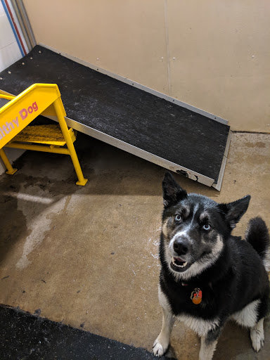 All Paws Pet Wash and Play - Thumbnail
