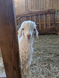 Photo n°10 de Camping Horizon Mohair à Saint-Projet (Camping à la ferme)