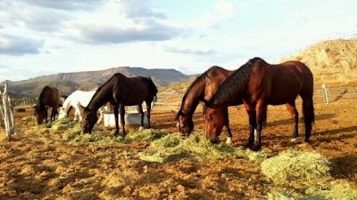 Photos of Spur Cross Stables