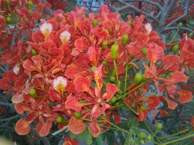 Photos of Sree Gopal Chandra Lahiri Hall