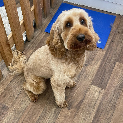 K9 Paws n Play - Dog Grooming