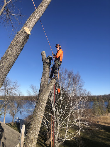 Beaver tree service