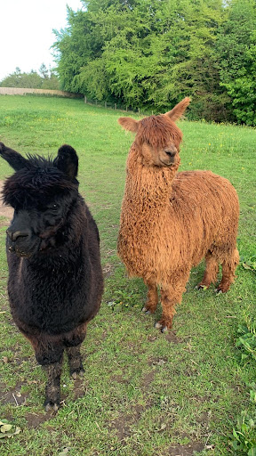 Colomendy Alpaca Farm - trekking centre and farm stay
