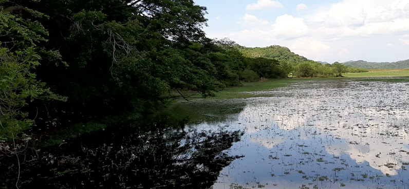 Parque Nacional Palo Verde by null