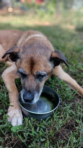 Madison Animal Hospital - Thumbnail