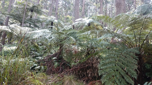 Butterleaf National Park
