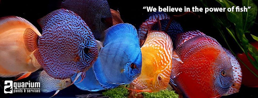 Aquariums Ponds And Services - Thumbnail