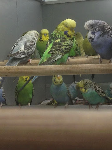 Ponte Pets - Visual