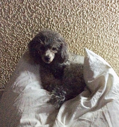 Photo n°10 de Elevage Flying Noodle à Saint-Aubin-sur-Loire (Animalerie)