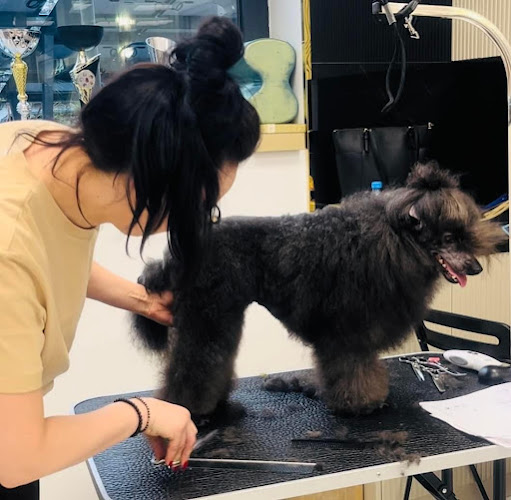 Comentarii opinii despre Salon Pielęgnacji Psów PUPIL