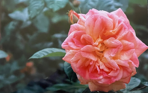 Blumen Kaiser - Visual