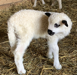 Photo n°11 de Clinique vétérinaire des Baous à Saint-Jeannet (Vétérinaire)