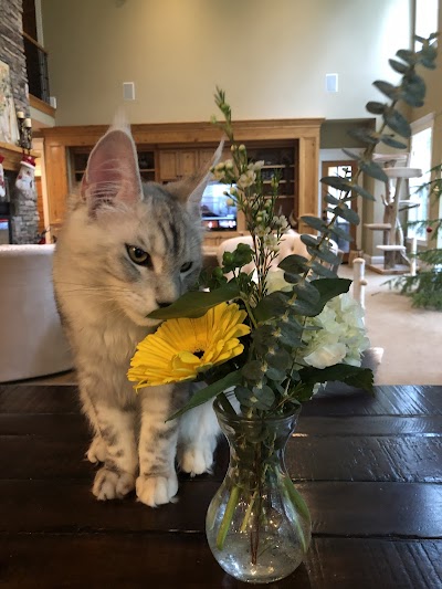 Nordic Coon Maine Coon Cattery