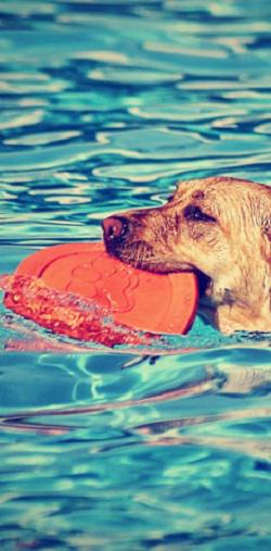 Dogvitality - Praxis für Hundephysiotherapie - Thumbnail