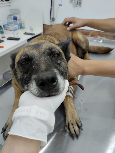 UVET-Unidad Médica Veterinaria Zacatlán