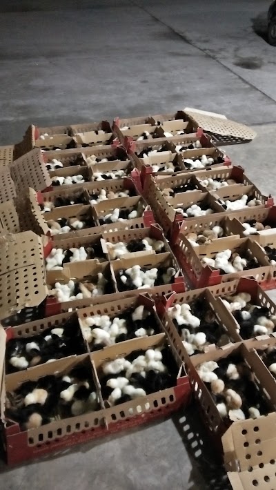Photos of Peternakan Ayam Kampung BRAGA AKA FARM