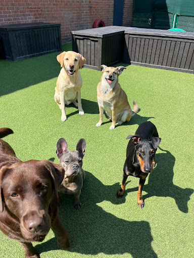 Oxford Pet Whisperers