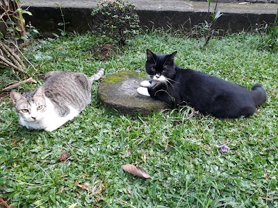 Photos of Kucing Ponco Jual Kucing Persia