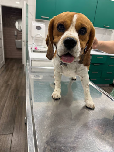 Мультивет Люкс