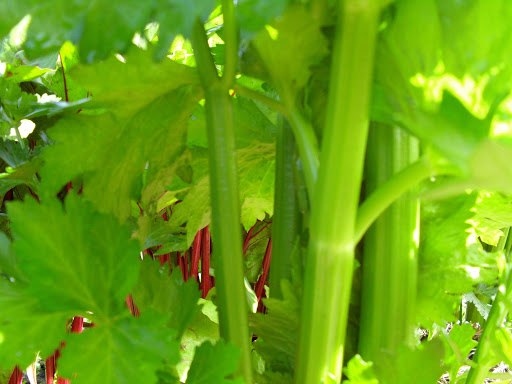 Good Earth Garden School - Thumbnail