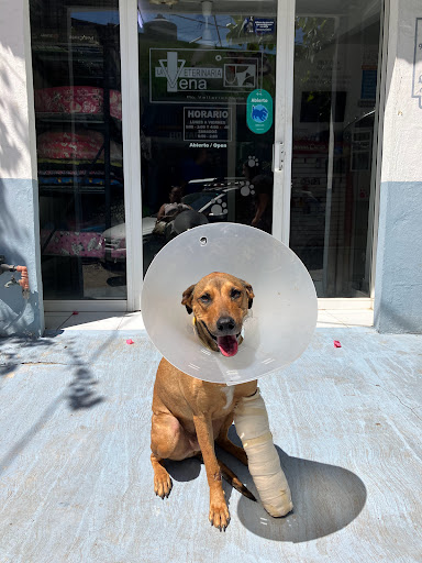 Veterinaria La Vena - Thumbnail