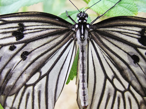 Wye Valley Butterfly Zoo