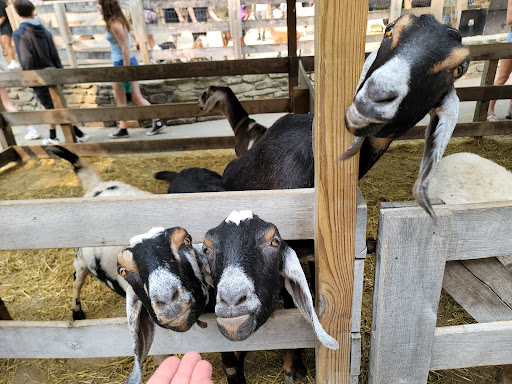 Cedar Point - The Barnyard - Thumbnail