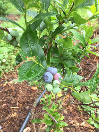 Koehler Acres - Thumbnail