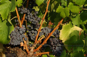 Photo n°5 de Grès Saint Paul à Lunel (Cave à vins)