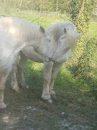 Photo n°7 de Equus Loisirs à Braine (Association pour la jeunesse)