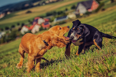 HUNDESCHULE FRANKENWÖLFE Glashütten Spalt DE, Asternweg 7, 95496 Glashütten, Deutschland