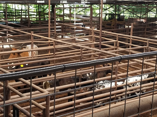 Collinsville Livestock Sales