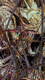 Photo n°14 de Restaurant Le Paradis de l'Anse à Rivière-Pilote (Restaurant)