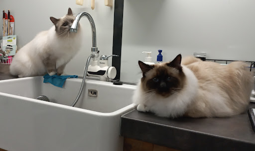 PUUR Katten Kattentrimsalon, Kattencollege, Kattenkunst, Kattengedrag - Thumbnail