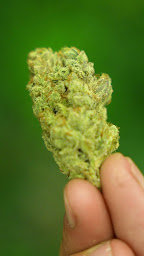 Photo n°5 de CBD Étampes - Lacana à Étampes (Magasin de cannabis)