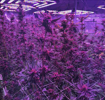 Photo of Ganja Gardens