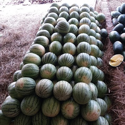 Photos of Pasar Buah Pemalang