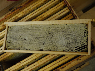 Photo n°9 de GAEC L' Abeille de Lanvaux à Saint-Jean-Brévelay (Ferme)