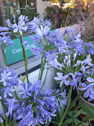 Photo n°22 de JARDINERIE MALVA à Le Teil (Fleuriste)