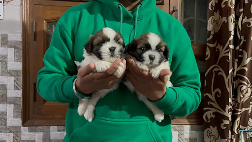 🐶 Premium Quality Puppies Available post image