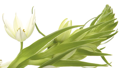 Orchid Beauty Therapy