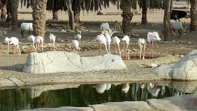 Photos of Wasit Wetland Centre
