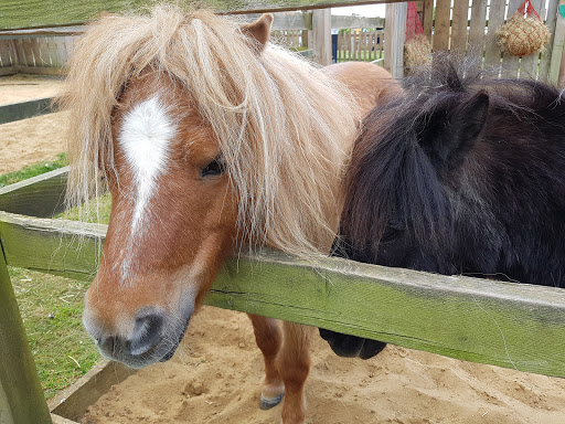 World Horse Welfare Hall Farm - Thumbnail