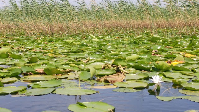 Parc national du lac de Skadar