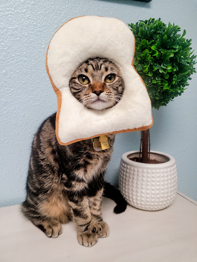 Temple Terrace Animal Hospital - Thumbnail
