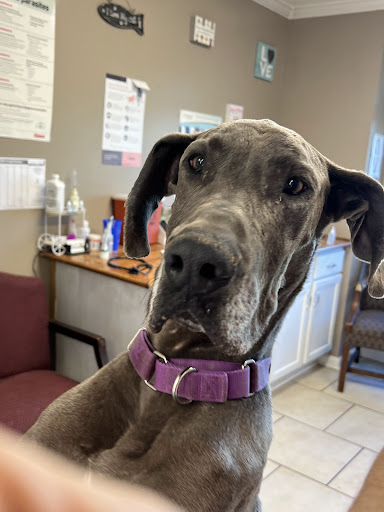 Snowden Grove Animal Hospital - Thumbnail