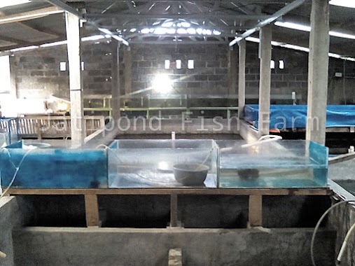 Jatipond Fish, Author: Jatipond Fish farm