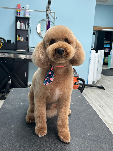 Paw Cutz (Aquia Grooming) Gallery - United States